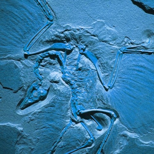 Listen To Xi 天使の化石 Fossil Of The Angel By Qu Huizhao In Egg Playlist Online For Free On Soundcloud Listen To Xi 天使の化石 Fossil Of The Angel By Qu Huizhao In Egg Playlist Online For Free On Soundcloud