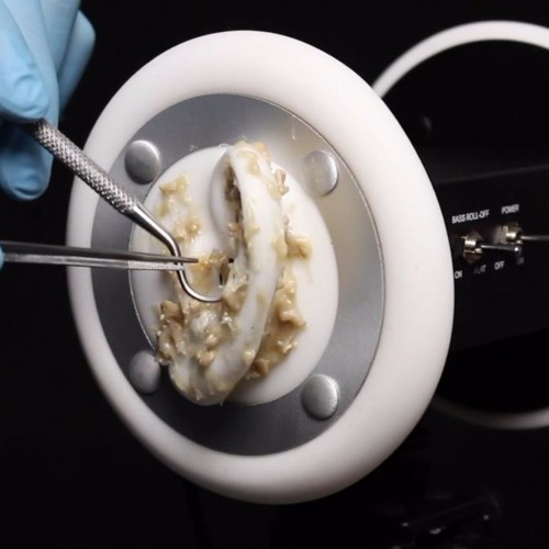 ASMRSoundSpace - ASMR 3Dio Ear Peeling Brushing Cleaning Latex Gloves - (No Talking)
