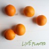#049 What I Eat in A Day: Practical Vegan w Kaitlyn Cashmere