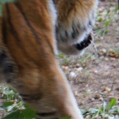 Jungle Crime Scene at Figure