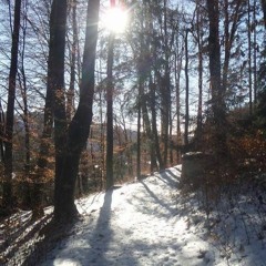 Wintersonne im Buchenwald - Winter sun in the beech forest