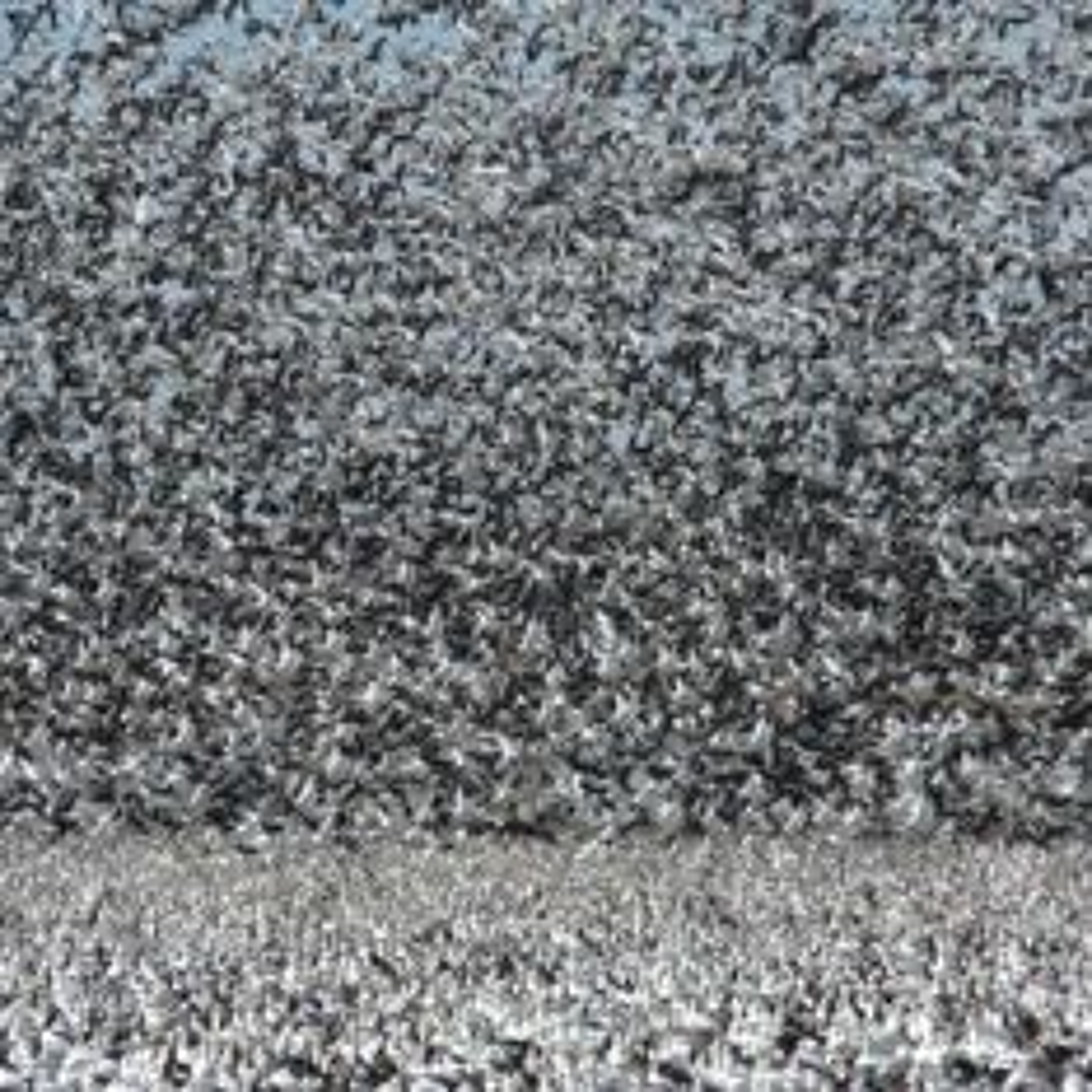 In-Residence Episode 6: "Nebraskier"