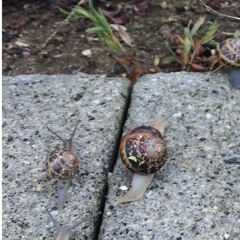 Autobahn - Kraftwerk cover