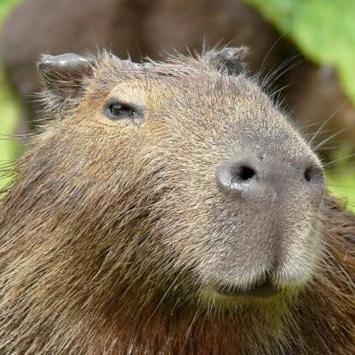 ca-pi-va-ra capivara capivara capivara capivara 🎶 #capivara