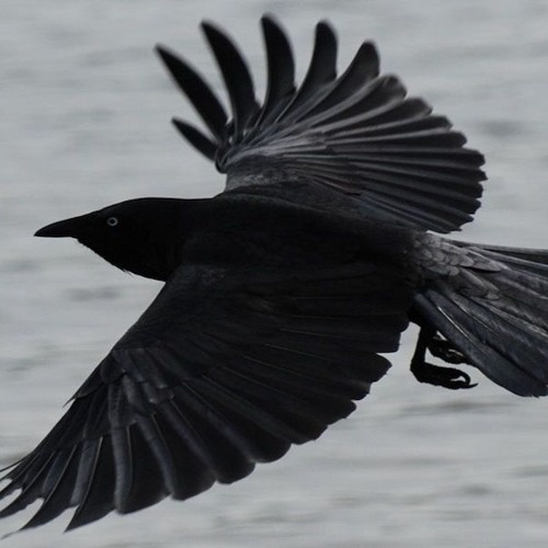 Помпилиус черные птицы