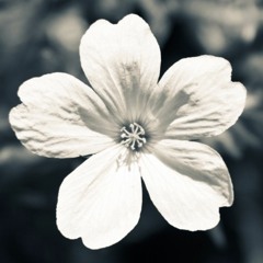 (A tribute) Light of White Flower