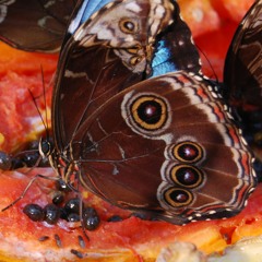 Social Butterfly