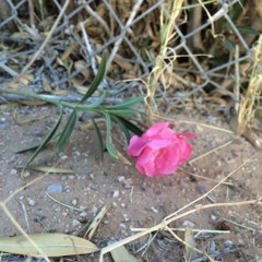 Lemongrass- jewfy sample challenge