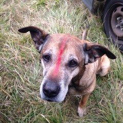 L'orient En Occident