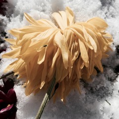 Snow Falls Around You feat. Branden Barnett (Ghost Shirt/Matchbox Twenty)