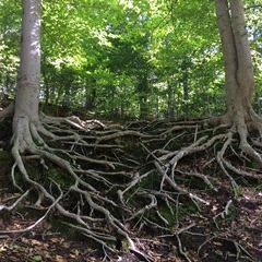 neighbor feat. ian straus