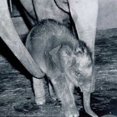 The Birth Of Packy The Elephant