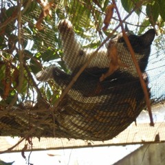 Upcoming Epic Trance Mix Updates (In Loving Memory of Our Cat Mama)