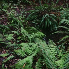 Scientology (Instrumental)