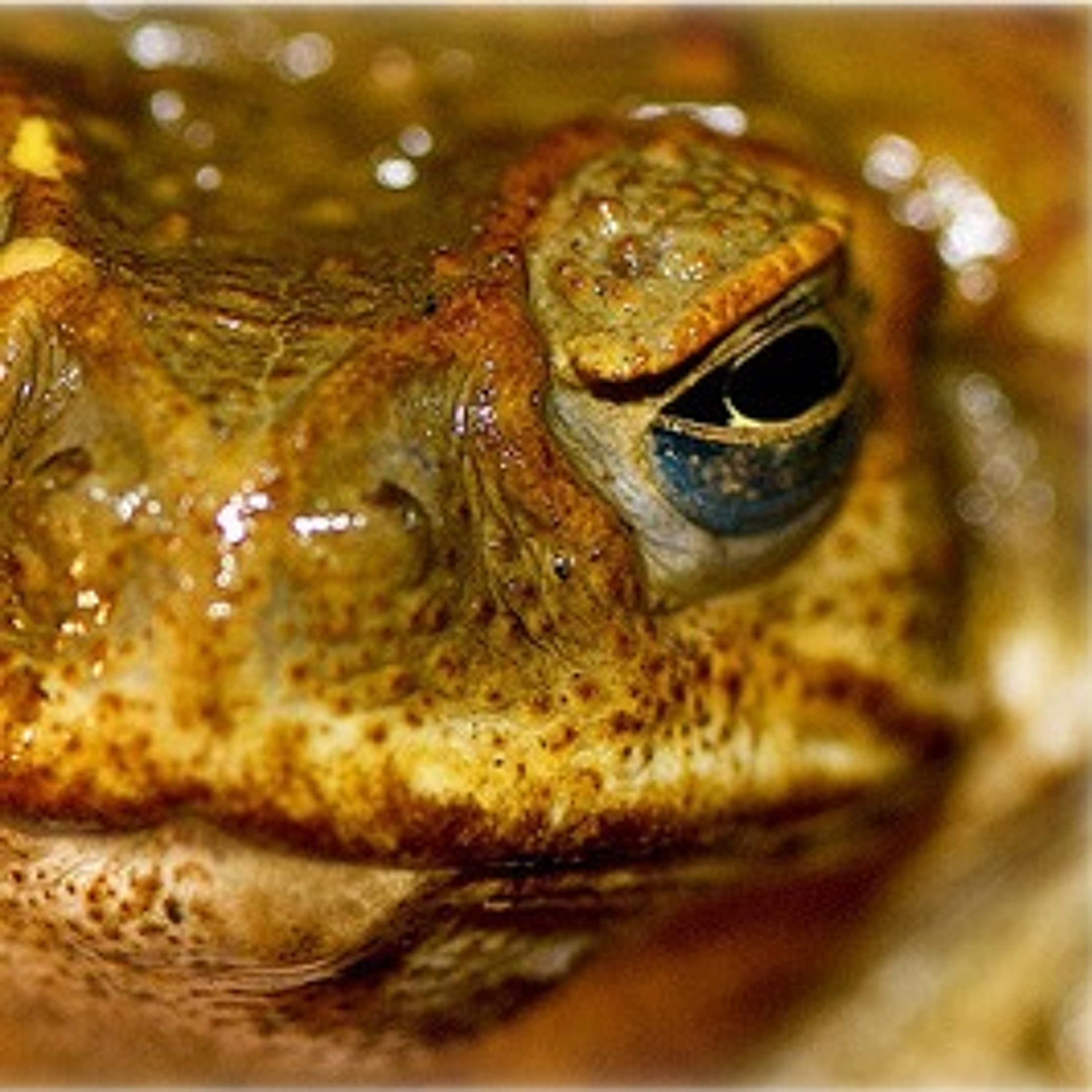 Alien Toad Life 005 episode artwork