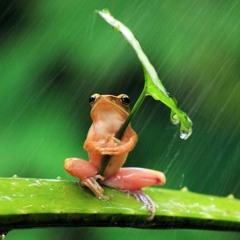 Musica Da Hairy Frog Vol. 5