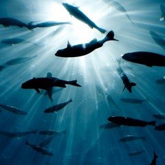 Underwatervibe12