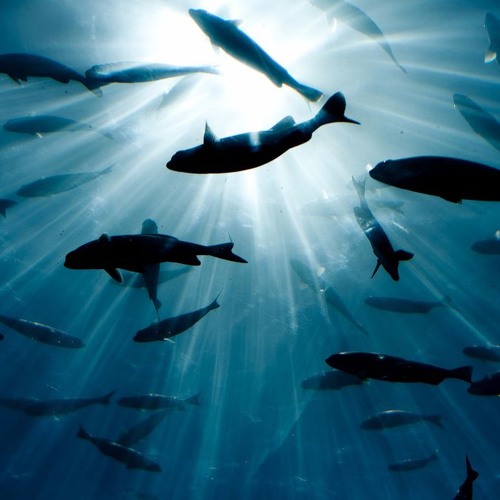Underwatervibe12
