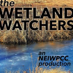Wetland Watchers: Episode 2