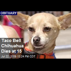 I Ran Over The Taco Bell Dog