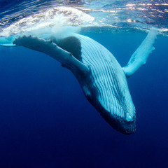 Great Whale