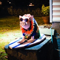 The Pig Who Sold The World