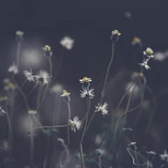 Kimnowak - Gyémánt