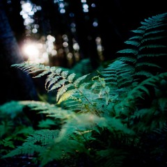 Piano-pieces later arranged with orchestra.