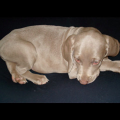 #172 - Auto - Reprogramação Emocional