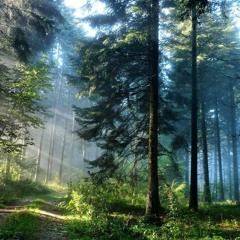 ناصر القطامي