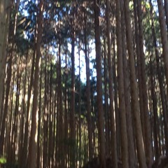 Komorebi
