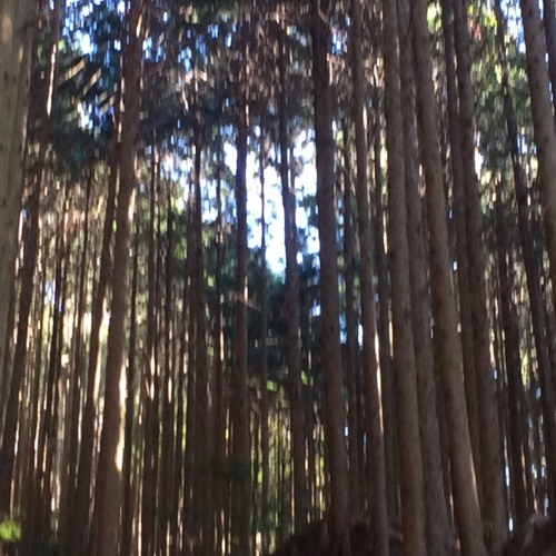 Komorebi