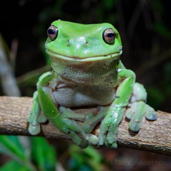 Frog Heaven - Wet Season in Far North Queensland