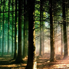 Walking Through The Forest