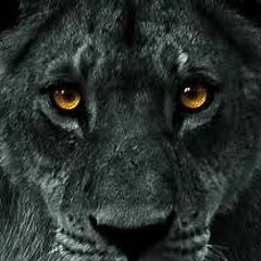 Black Lion - prod. noise no mix