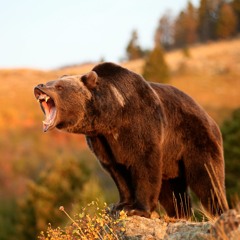 grizzly