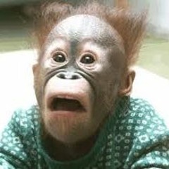 "Apan, häxan och polisen"