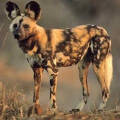 Sound Of The African Bushveld, Wilddog - AFRICAN WILDLIFE