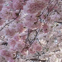 เรื่องที่ขอ-Cover by Zenon