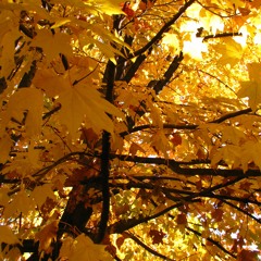 November 12, 2016 9:37:08 PM