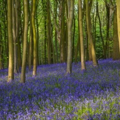 CloudWalker - The Bloom