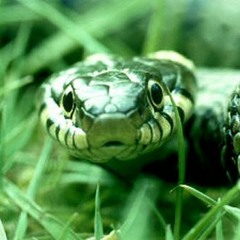 A.D. The Don- Snakes In The Grass (F.W.Y.T.A.M)