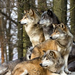 Wolf Pack - Great Since '98