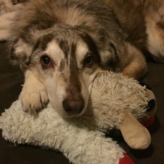 A Love Letter to Barley the Dog