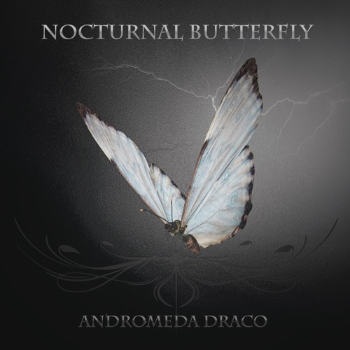 Nocturnal Butterfly