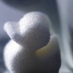 The Sweetheart Of Sigma Chi