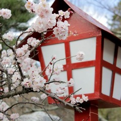 Cherry Blossom Lullabye | Koto & Nature Sounds | Relaxation & Healing