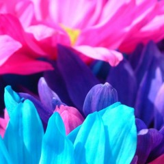 İlahi Morluk - 11 Şubat