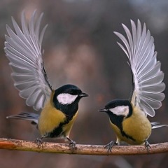 Bird Dance
