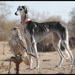 قصيدة شفتها ياسعود صدفه